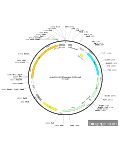 pmirGLO-MYC(human)-3UTR-mut PL55865 MiaoLingBio