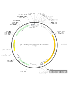 pGL4.20-MYC(human)-Promoter1-Fluc-SV40-Neo PL55923 MiaoLingBio
