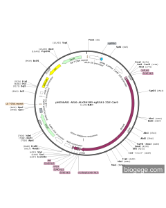 pHSN6A01-AtU6-ALKBH10B-sgRNA1-35S-Cas9 PL56131 MiaoLingBio