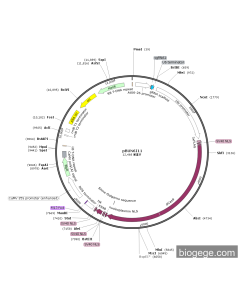 pBUN6I11-AtU6-ALKBH10B-sgRNA1-35S-Cas9 PL56254 MiaoLingBio