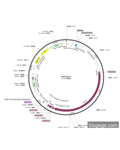 pBUN6I11-AtU6-FPA-sgRNA1-35S-Cas9 PL56269 MiaoLingBio