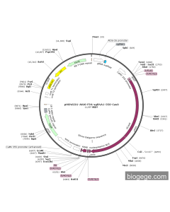 pHSN6I01-AtU6-FPA-sgRNA1-35S-Cas9 PL56281 MiaoLingBio