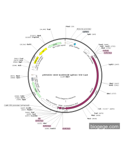 pHSN6I01-AtU6-ALKBH10B-sgRNA1-35S-Cas9 PL56287 MiaoLingBio