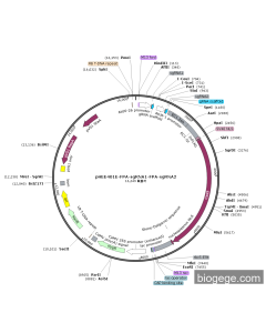pHEE401E-FPA-sgRNA1-FPA-sgRNA2 PL56320 MiaoLingBio