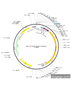 pGL3-TK-5UTR-BsmBI-Luciferase PL56366 MiaoLingBio