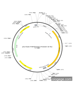 pGL3-Basic-PTBP3(human)-Promoter-wt-Fluc PL56400 MiaoLingBio