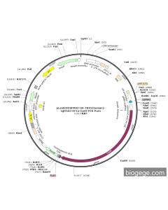 pLentiCRISPRV2-U6-TBX2(human)-sgRNA3-EF1a-Cas9-P2A-Puro PL56422 MiaoLingBio