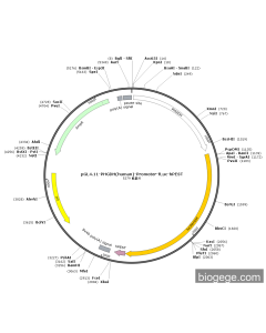 pGL4.11-PHGDH(human)-Promoter-Fluc-hPEST PL56452 MiaoLingBio