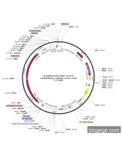 pCAMBIA1300-AtU6-26-FPA(arabidopsis)-sgRNA1-pYAO-Cas9 PL56509 MiaoLingBio