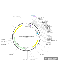 pATU6-1-FPA(arabidopsis)-sgRNA2 PL56553 MiaoLingBio