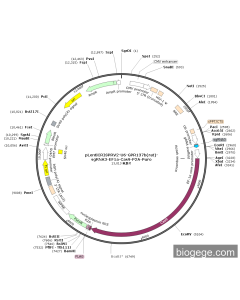 pLentiCRISPRV2-U6-GPR137b(rat)-sgRNA3-EF1a-Cas9-P2A-Puro PL56556 MiaoLingBio