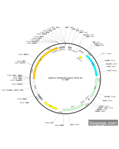 pmirGLO-ADAM10(human)-3UTR-wt PL56649 MiaoLingBio