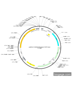 pmirGLO-ADAM10(human)-3UTR-mut PL56691 MiaoLingBio