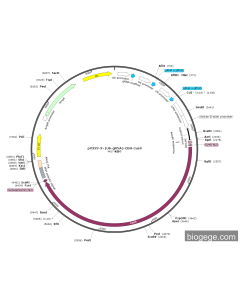 pX333-3×(U6-gRNA)-CBH-Cas9 PL56816 MiaoLingBio
