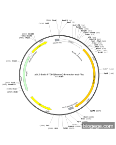 pGL3-Basic-PTBP3(human)-Promoter-mut-Fluc PL56824 MiaoLingBio