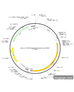 pGL4.11-PSAT1(human)-Promoter-Fluc-hPEST PL56951 MiaoLingBio