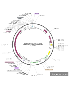 pCAMBIA1300-AtU6-26-BRI1(arabidopsis)-sgRNA1-pYAO-Cas9 PL56980 MiaoLingBio