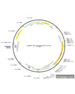 PiggyBac-CMV-GLRA1(human)-EF1a-Puro PL56989 MiaoLingBio