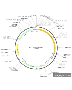 pGL4.16[luc2CP Hygro] PL57018 MiaoLingBio