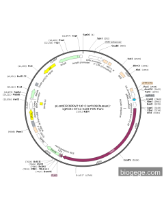 pLentiCRISPRV2-U6-C1orf109(human)-sgRNA1-EF1a-Cas9-P2A-Puro PL57041 MiaoLingBio