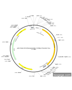 pGL3-Basic-BCL3(human)(1801-2100bp)-Promoter-Fluc PL57049 MiaoLingBio