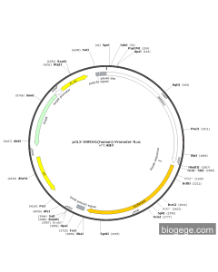 pGL3-IMPDH1(human)-Promoter-Fluc PL57055 MiaoLingBio