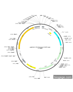 pmirGLO-CFL2(mouse)-3UTR-mut PL57076 MiaoLingBio