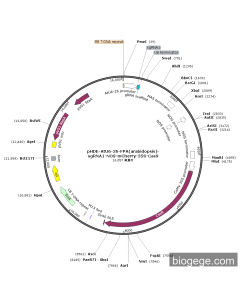 pHDE-AtU6-26-FPA(arabidopsis)-sgRNA1-NOS-mCherry-35S-Cas9 PL57156 MiaoLingBio