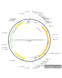 pGL3-Basic-BCL3(human)(1501-2100bp)-Promoter-Fluc PL57276 MiaoLingBio