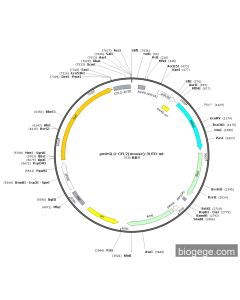 pmirGLO-CFL2(mouse)-3UTR-wt PL57358 MiaoLingBio