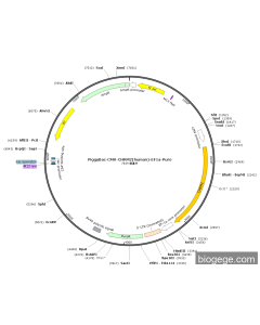 PiggyBac-CMV-CHRM2(human)-EF1a-Puro PL57375 MiaoLingBio