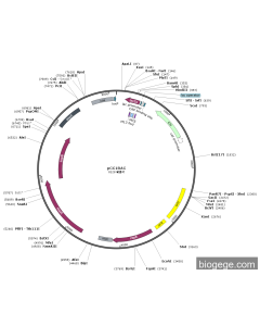 pCC1BAC PL57380 MiaoLingBio