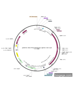 pHSE401-AtU6-FPA(arabidopsis)-sgRNA1-35S-Cas9 PL57400 MiaoLingBio