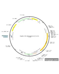 PiggyBac-CMV-ADRA1A(human)-EF1a-Puro PL57404 MiaoLingBio