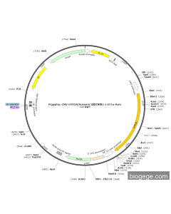 PiggyBac-CMV-HTR3A(human)(1synonymous mutations)-1-EF1a-Puro PL57555 MiaoLingBio