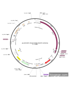 pLenti-SEFV-dCas9-KRAB-MeCP2-mCherry PL57565 MiaoLingBio