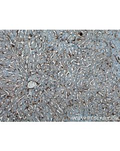 Caveolin-1 Polyclonal antibody 16447-1-AP proteintech