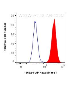 Hexokinase 1 Polyclonal antibody 19662-1-AP proteintech