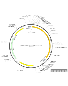 pGL3-Basic-PDL1(human)-Promoter-mut PL59001 MiaoLingBio