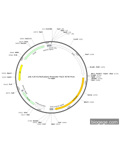 pGL4.20-KLF6(human)-Promoter-Fluc2-SV40-Puro PL59122 MiaoLingBio