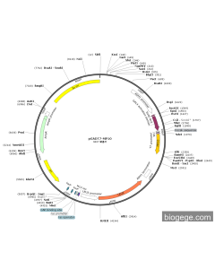 pGADT7-MP10 PL59155 MiaoLingBio