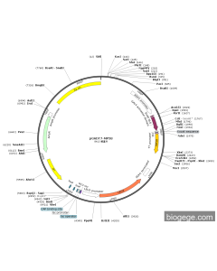 pGADT7-MP58 PL59163 MiaoLingBio