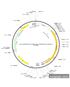 pGL3-FOXP3(human)-Promoter-Fluc-FOXP3(human)-Enhancer PL59173 MiaoLingBio