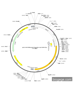 pGL3-SNX19(human)-Promoter-mut-SV40-Fluc PL59179 MiaoLingBio