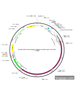 pX458-EGR1-PLK1(human)-sgRNA2-EnCMV-Cas9-T2A-EGFP PL59191 MiaoLingBio