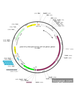 pAAV-EF1a-RfxCasR13d-P2A-GFP-U6-gRNA1-gRNA2 PL59196 MiaoLingBio