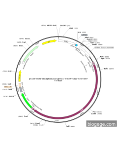 pX458-EGR1-PLK1(human)-sgRNA1-EnCMV-Cas9-T2A-EGFP PL59198 MiaoLingBio