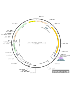 pAAVS1-NDi-TRE3G-SV2C(human) PL59200 MiaoLingBio