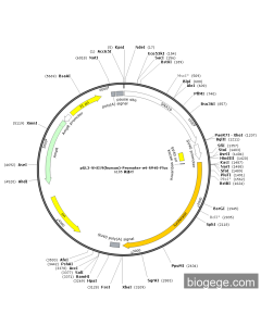 pGL3-SNX19(human)-Promoter-wt-SV40-Fluc PL59208 MiaoLingBio