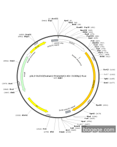 pGL3-DLEU2(human)-Promoter(1401-2100bp)-Fluc PL59216 MiaoLingBio